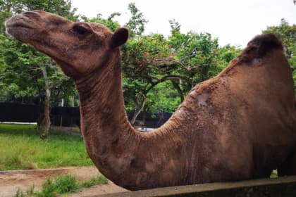 P_D_ Ostrich Show Farm